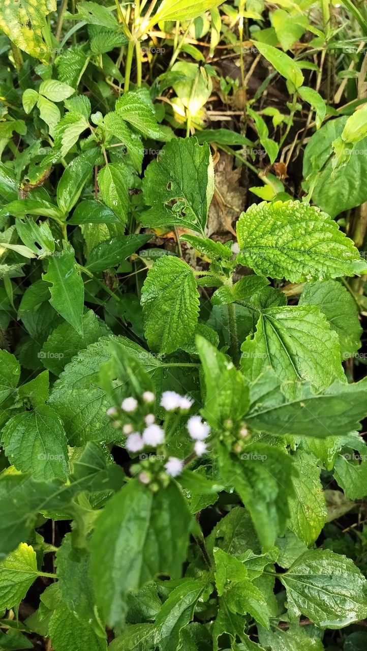 bunga kecil dan daun daun