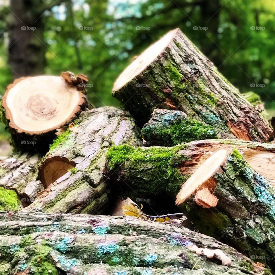 Felled logs woodland 