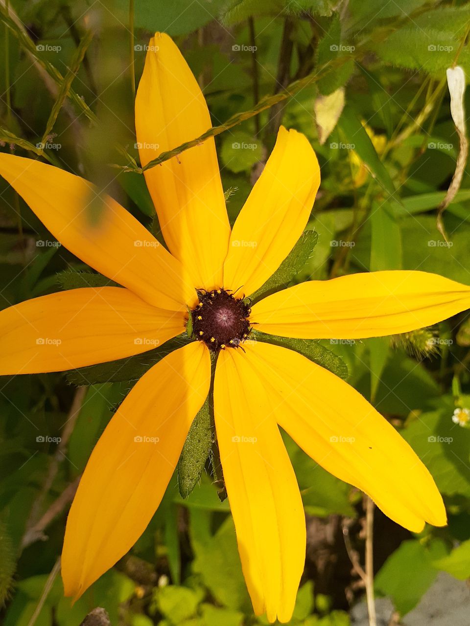 portrait  of a plant