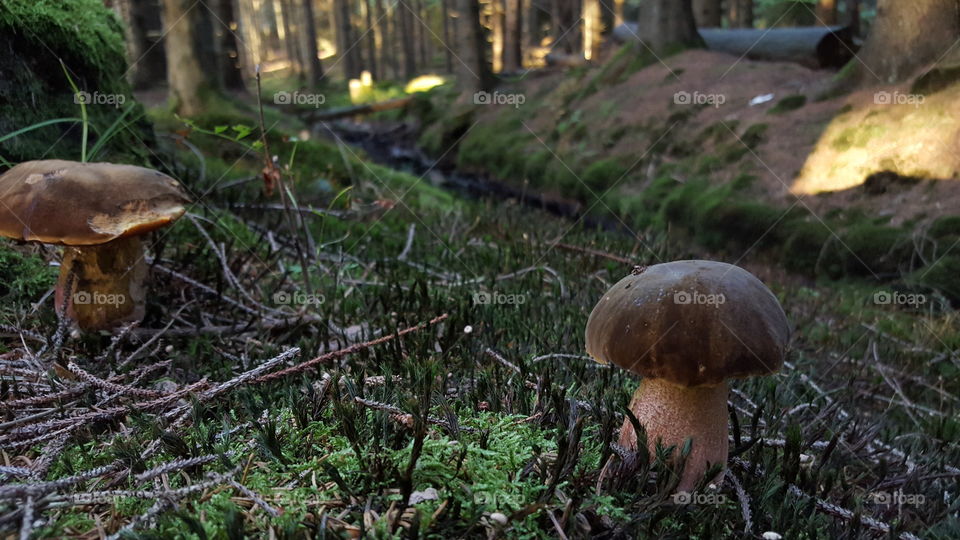 Mushrooms in the forest