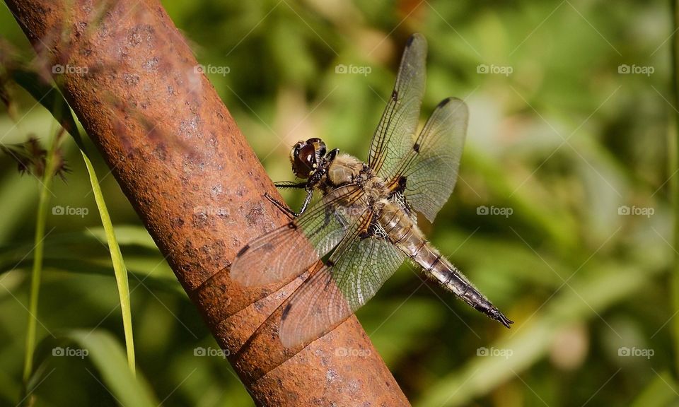 8-Spotted Dragonfly