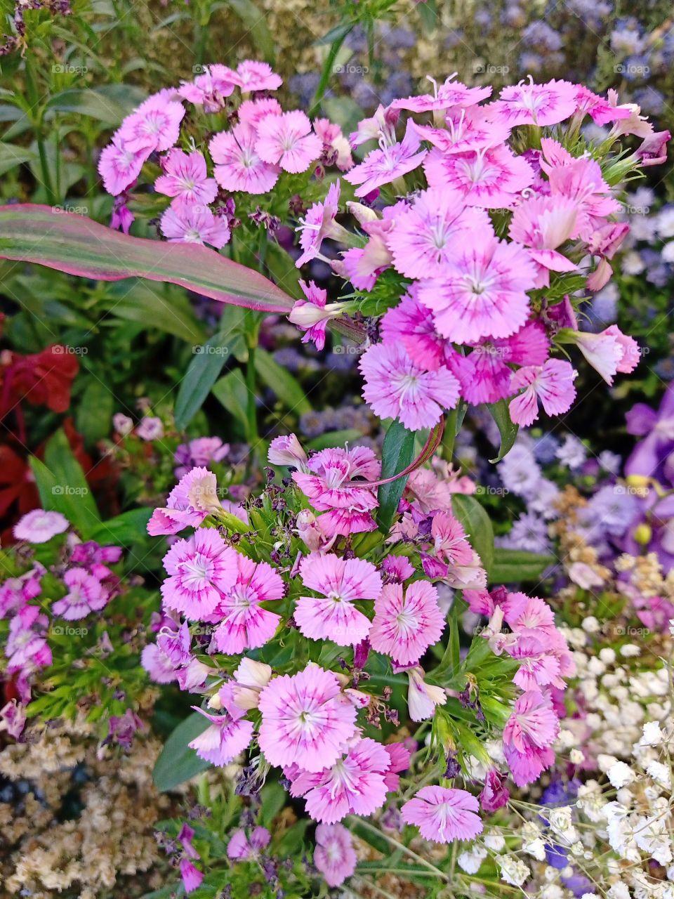 Beautiful flowers