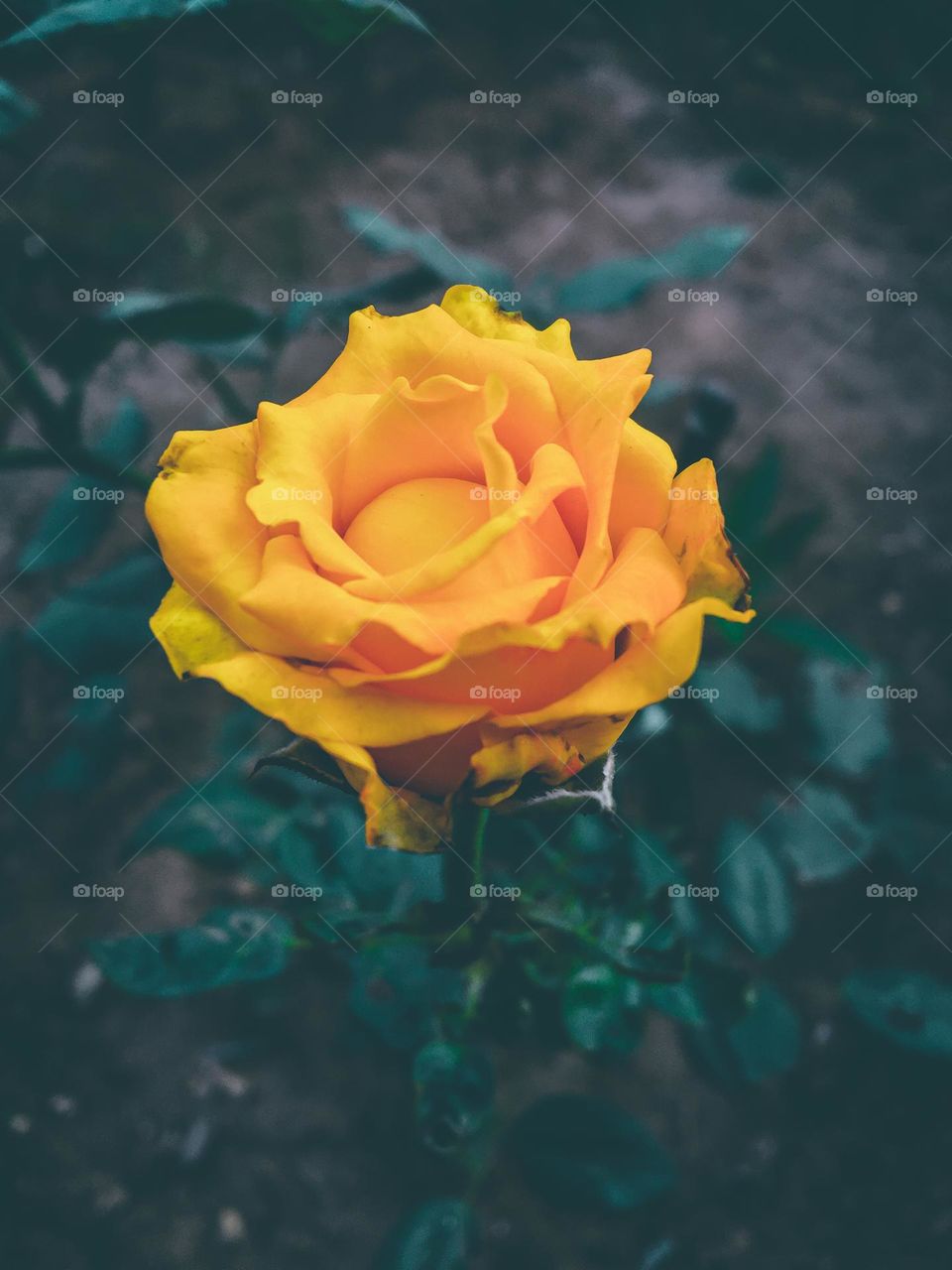 Yellow rose 