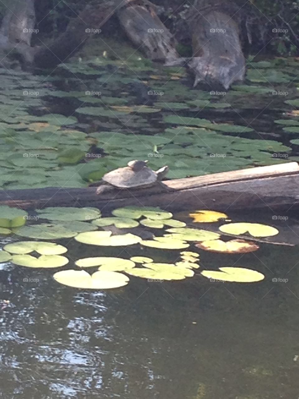 Jump on my friend. A goguack lake turtle giving a little turtle friend a ride on his back to the good sunshine.