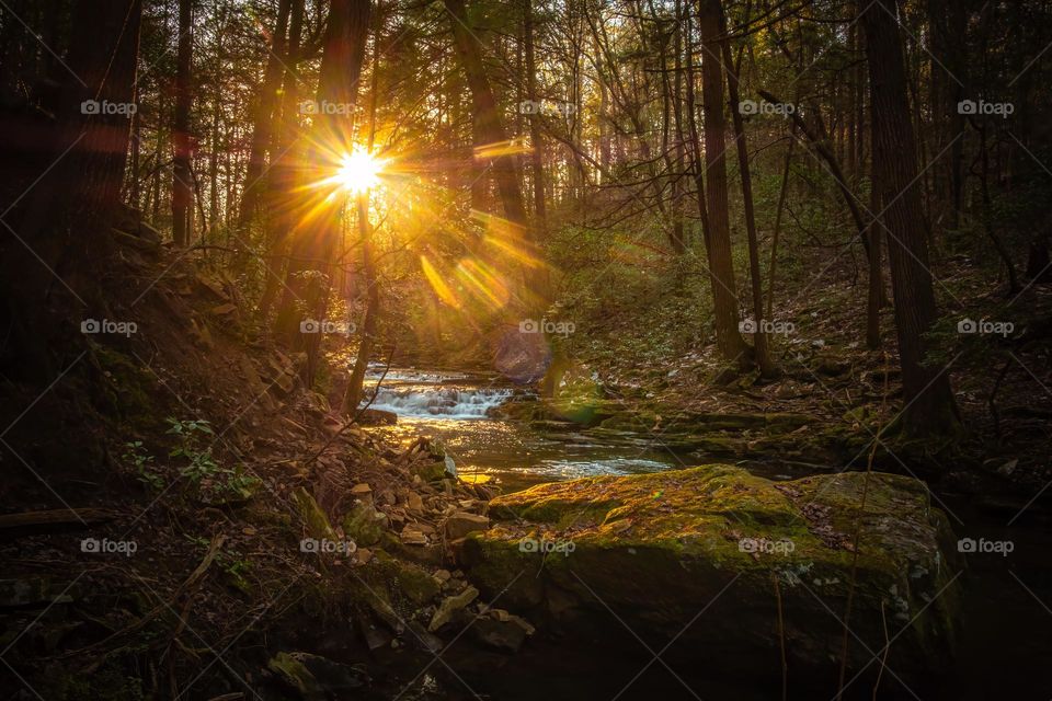 A glorious start to a beautifully sunny day in the forest. 