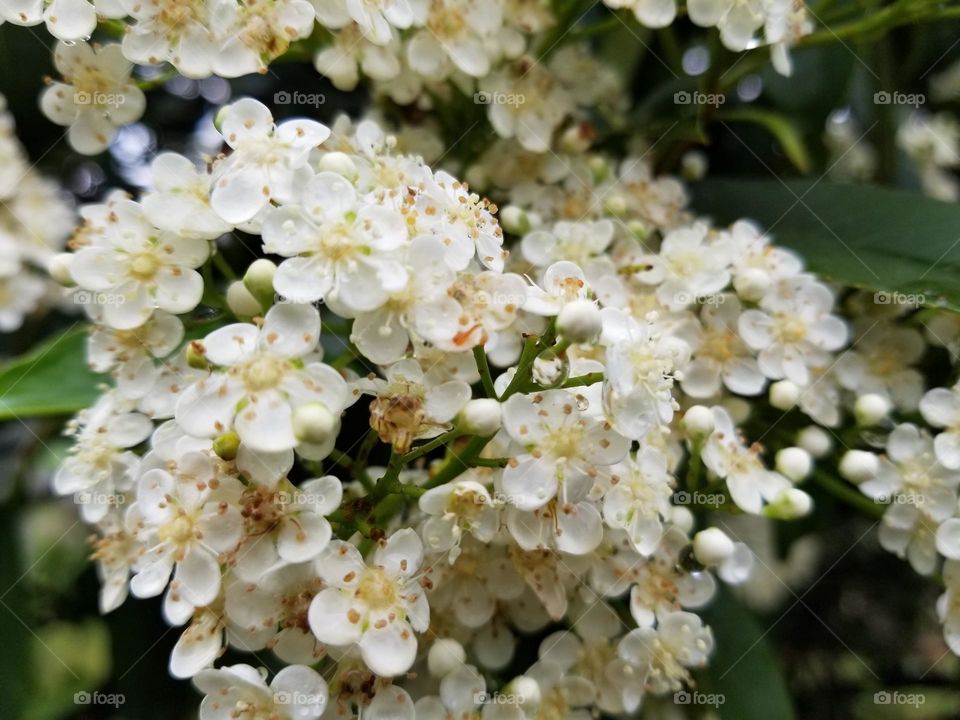 Red Tip Photinia Blooms