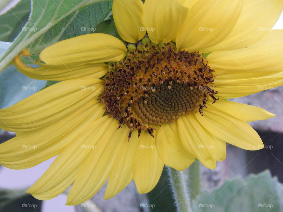 The sunflower showing off its natural yellow beauty