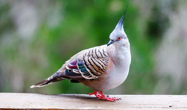 Bird watching