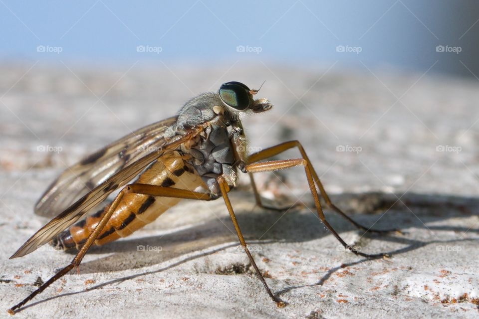 Close-up of a bee