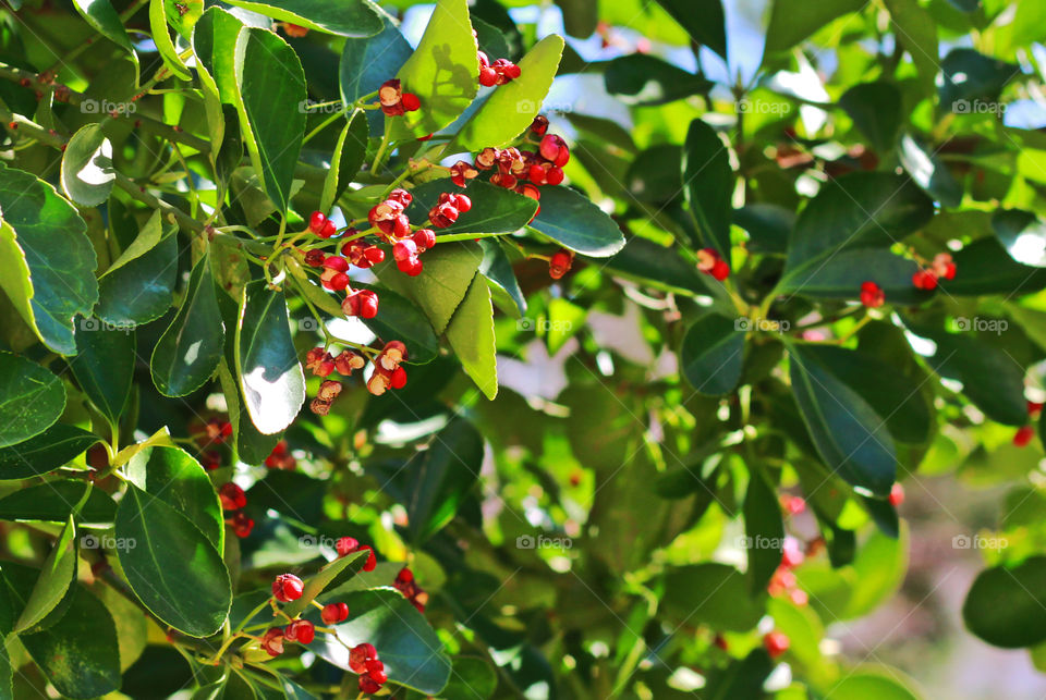 Nature in green and red