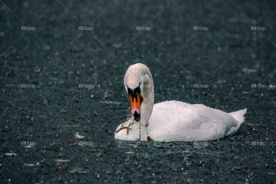 Swan swimming in the rain 