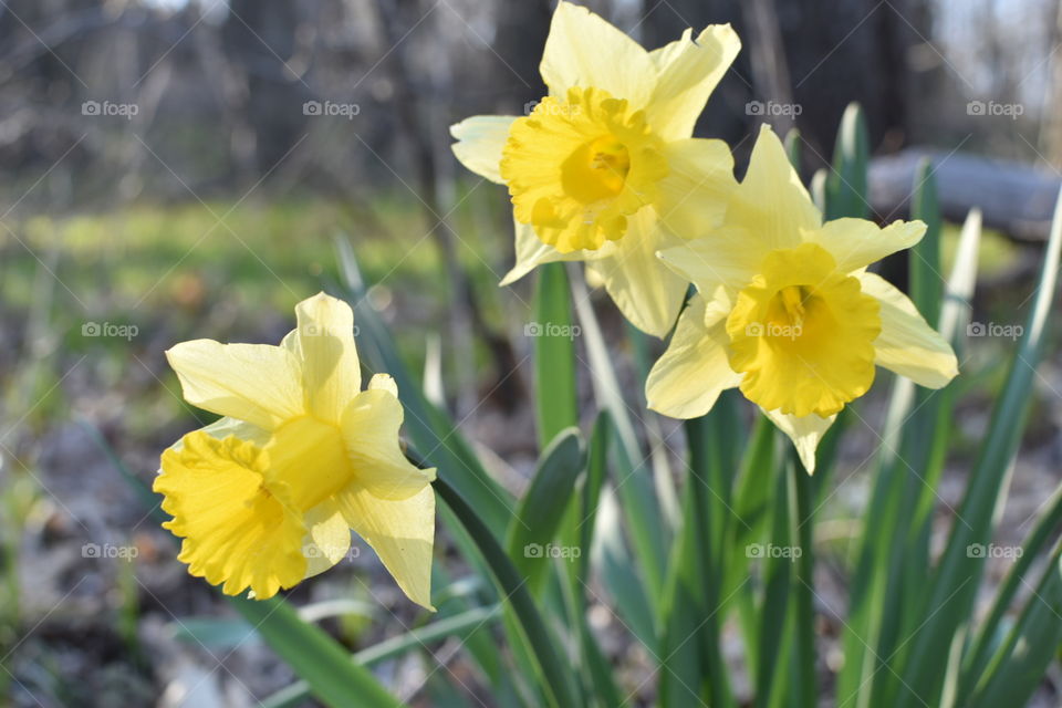 daffodils