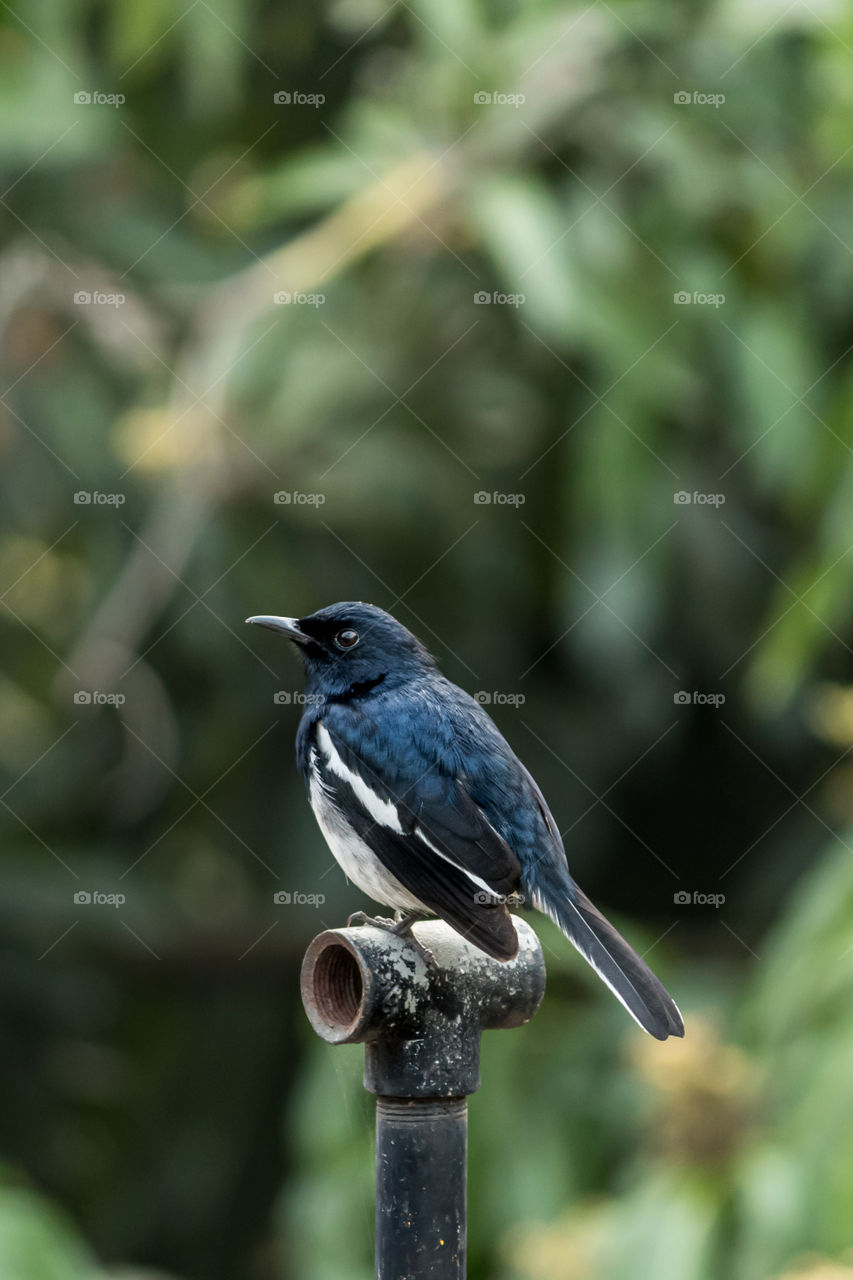 Magpie Robin