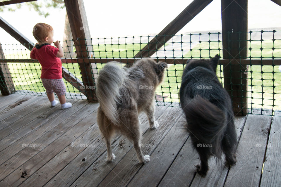 The watchdogs and the watch toddler