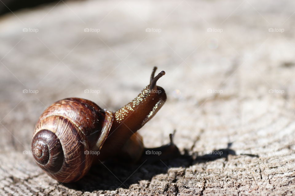 Snail