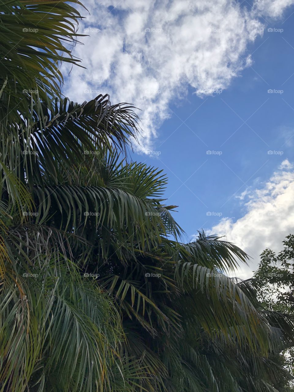 Blue sky with clouds and palm tree leaves