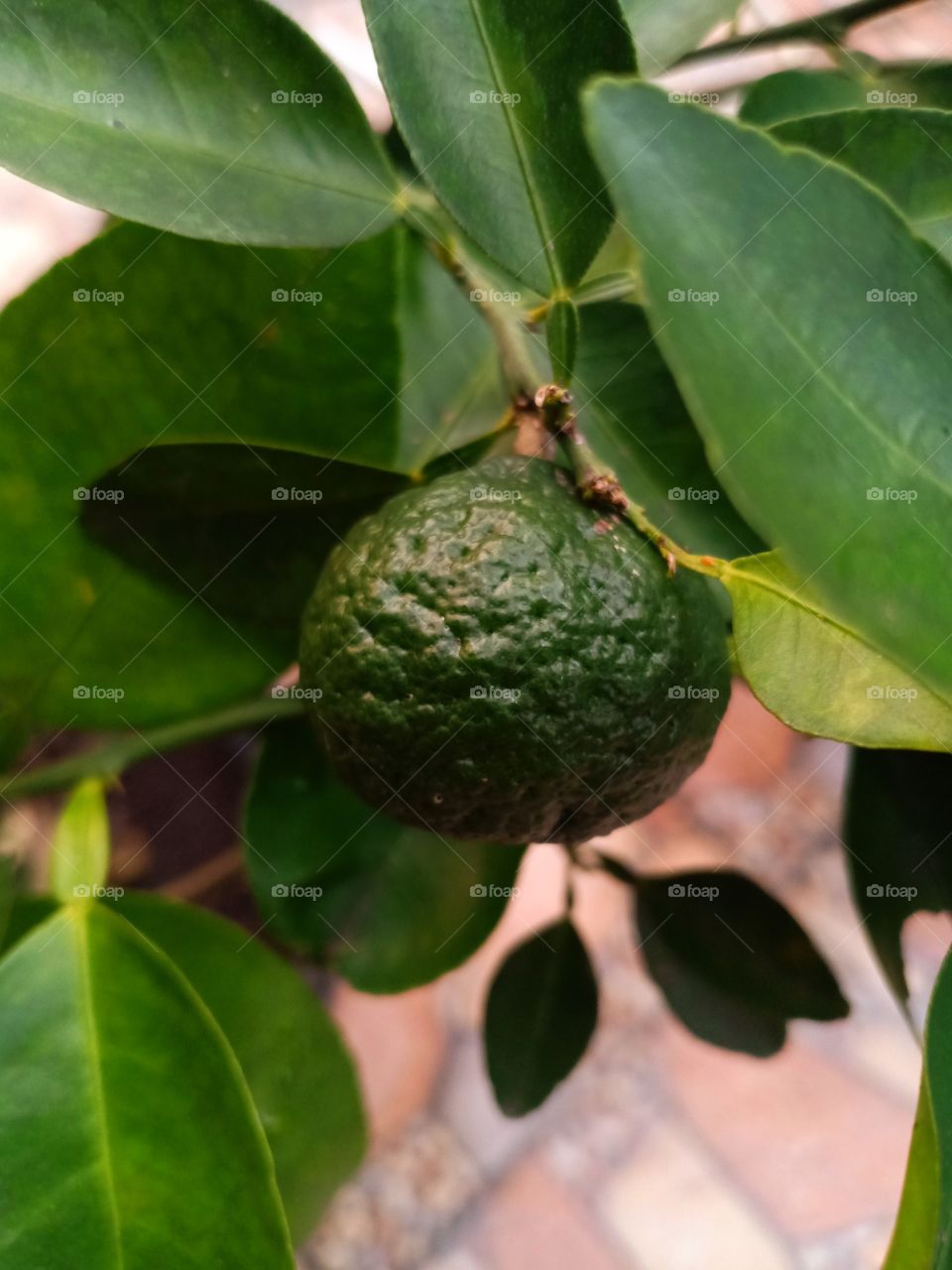 Fresh lime fruit