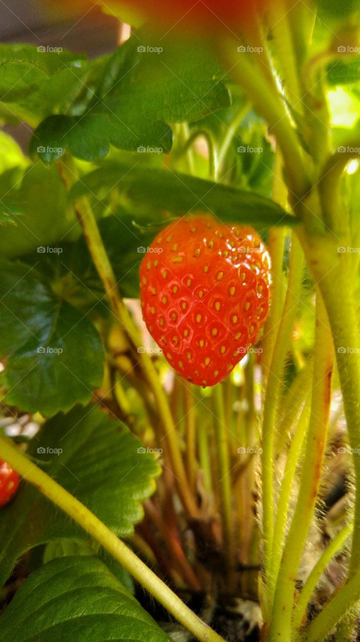 Strawberry in the garden