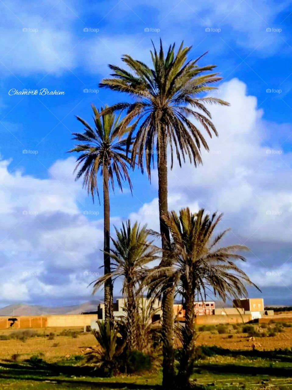 a palm tree in a village near Belfaa