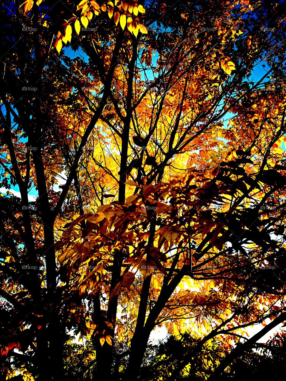 Low angle view of tree in autumn