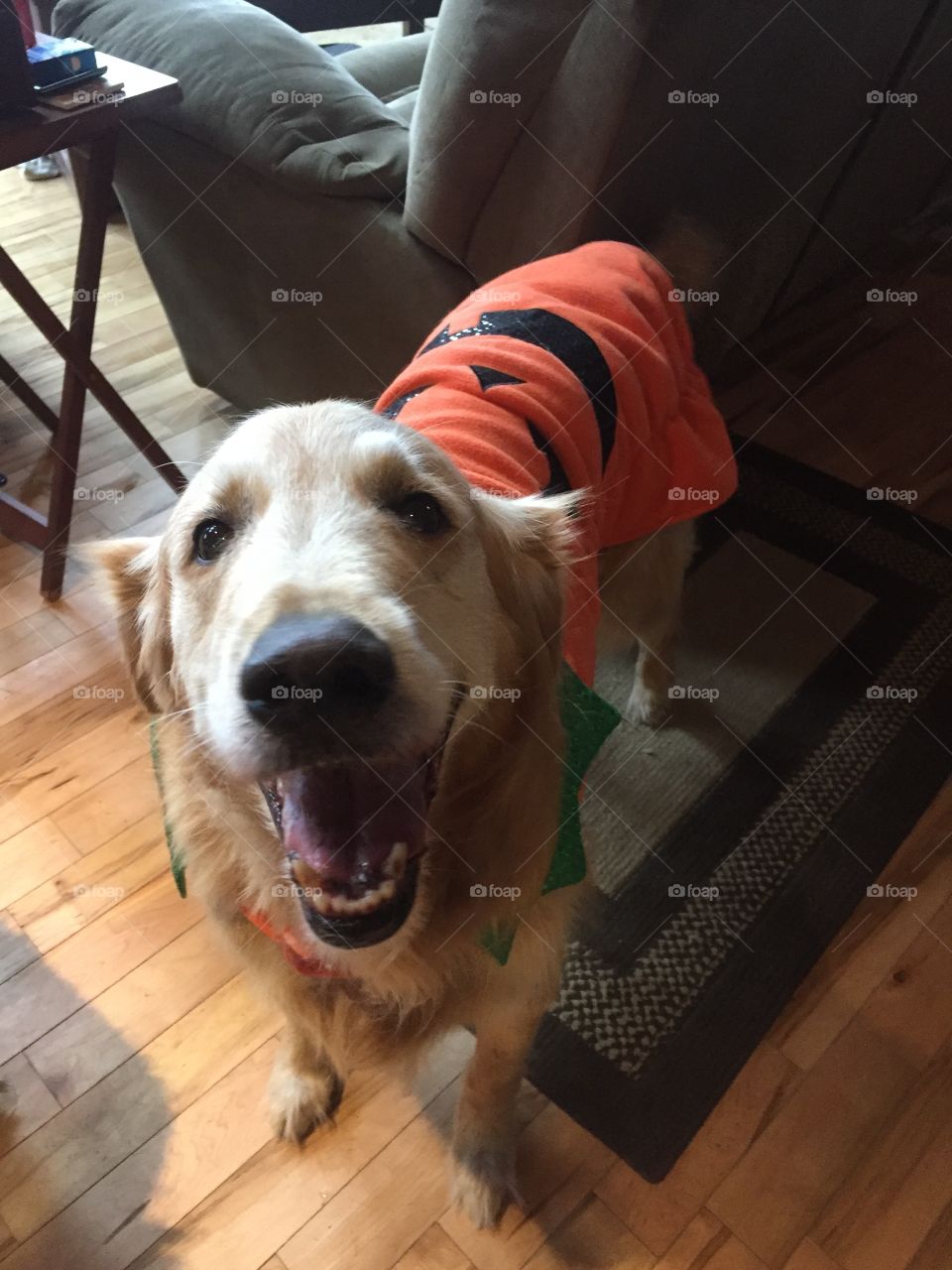 Pumpkin costume time 