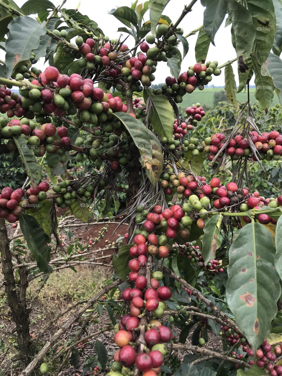 coffee ready to harvest