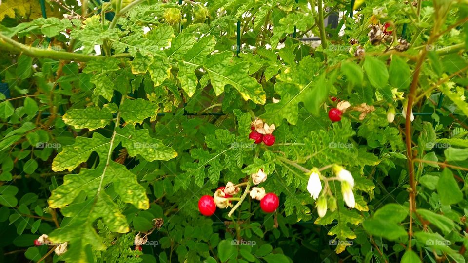 Flores e cores