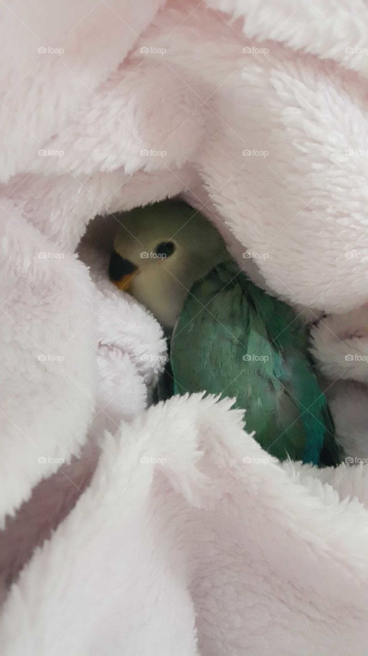I love to sleep in blanket
