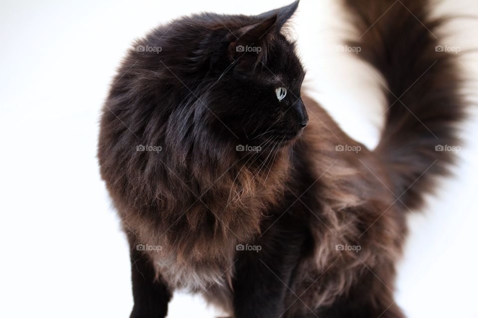 Close-up of a cat on white background