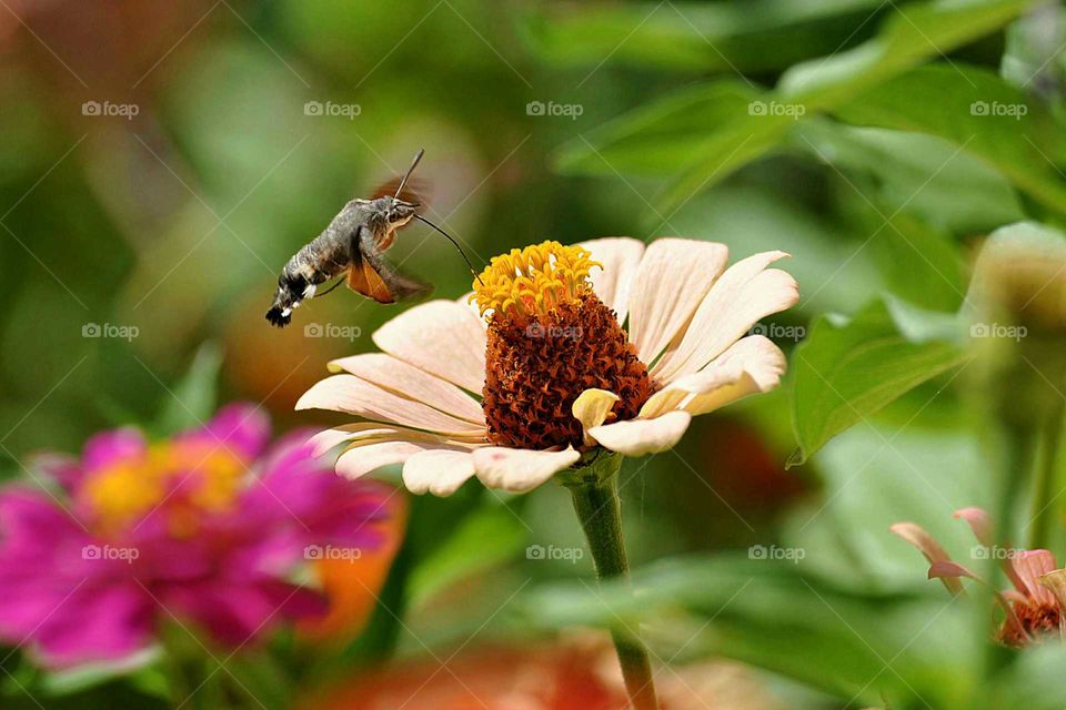colibri and flower 
