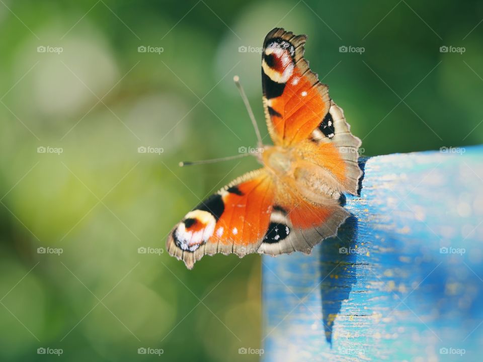 Peacock butterfly