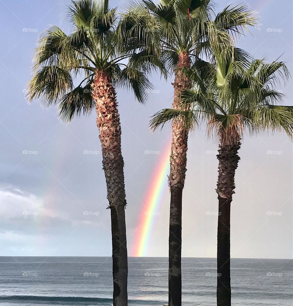 Rainbow Through The Palms