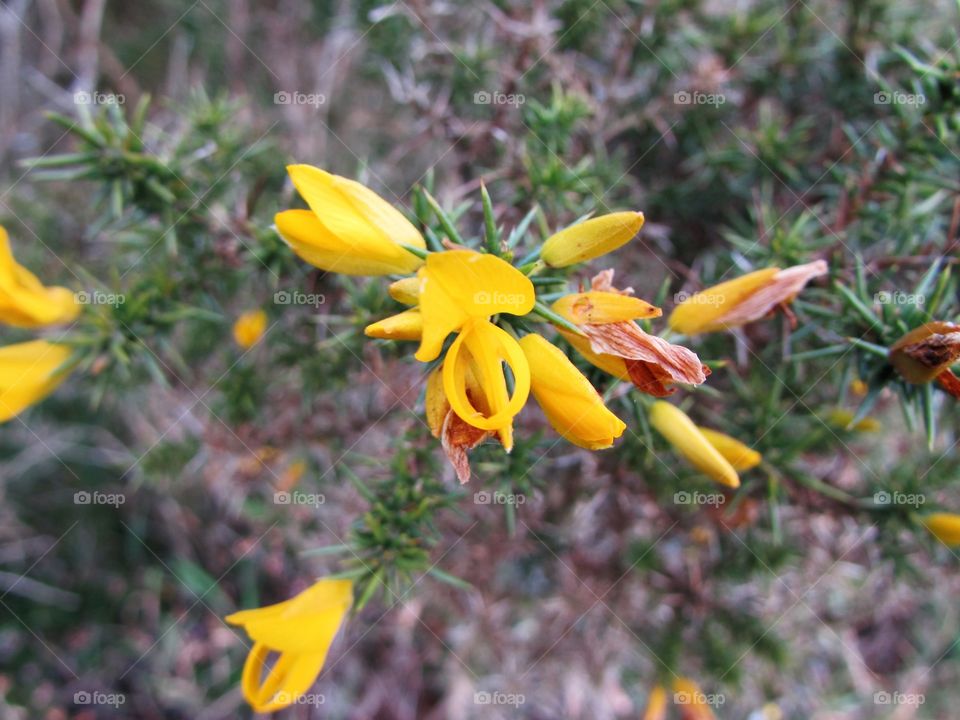 gorgeous gorse flowers