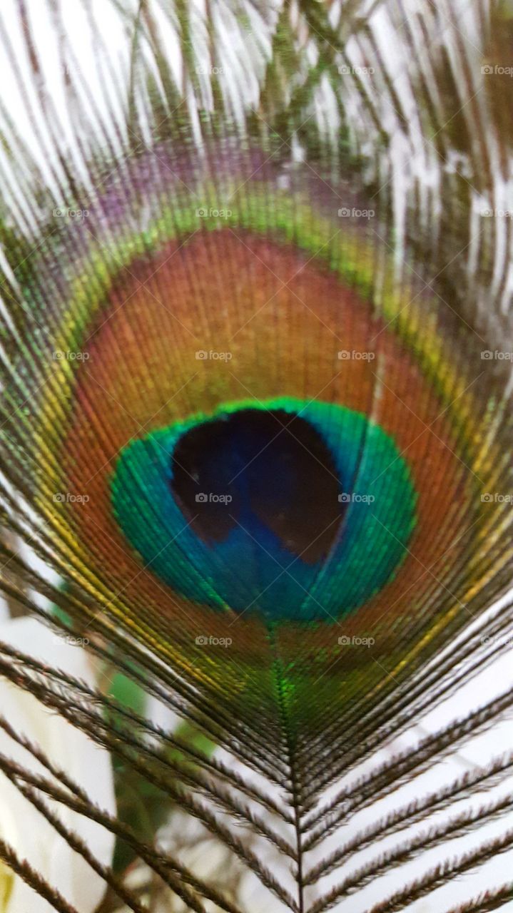 Peacock feathet
