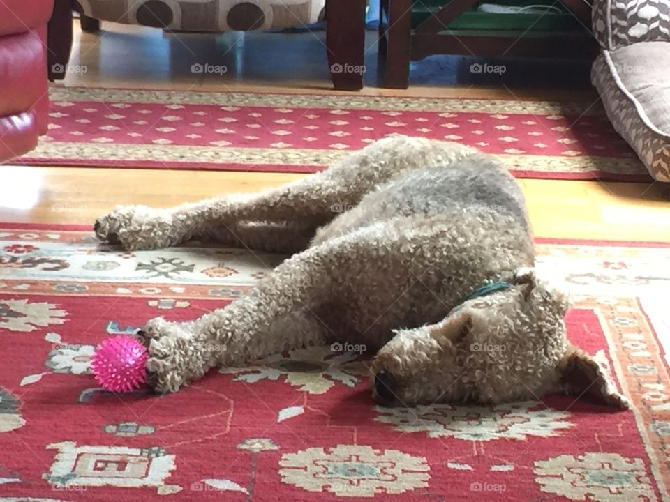 Airedale dreaming  to play, while she sleeps.