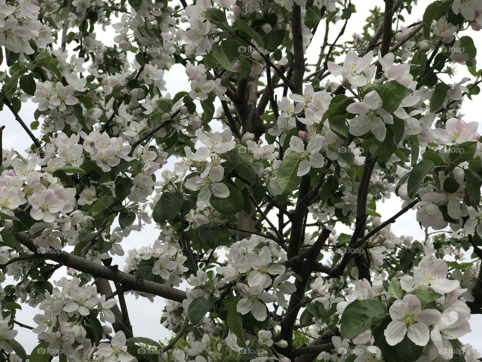 White apple flowers 