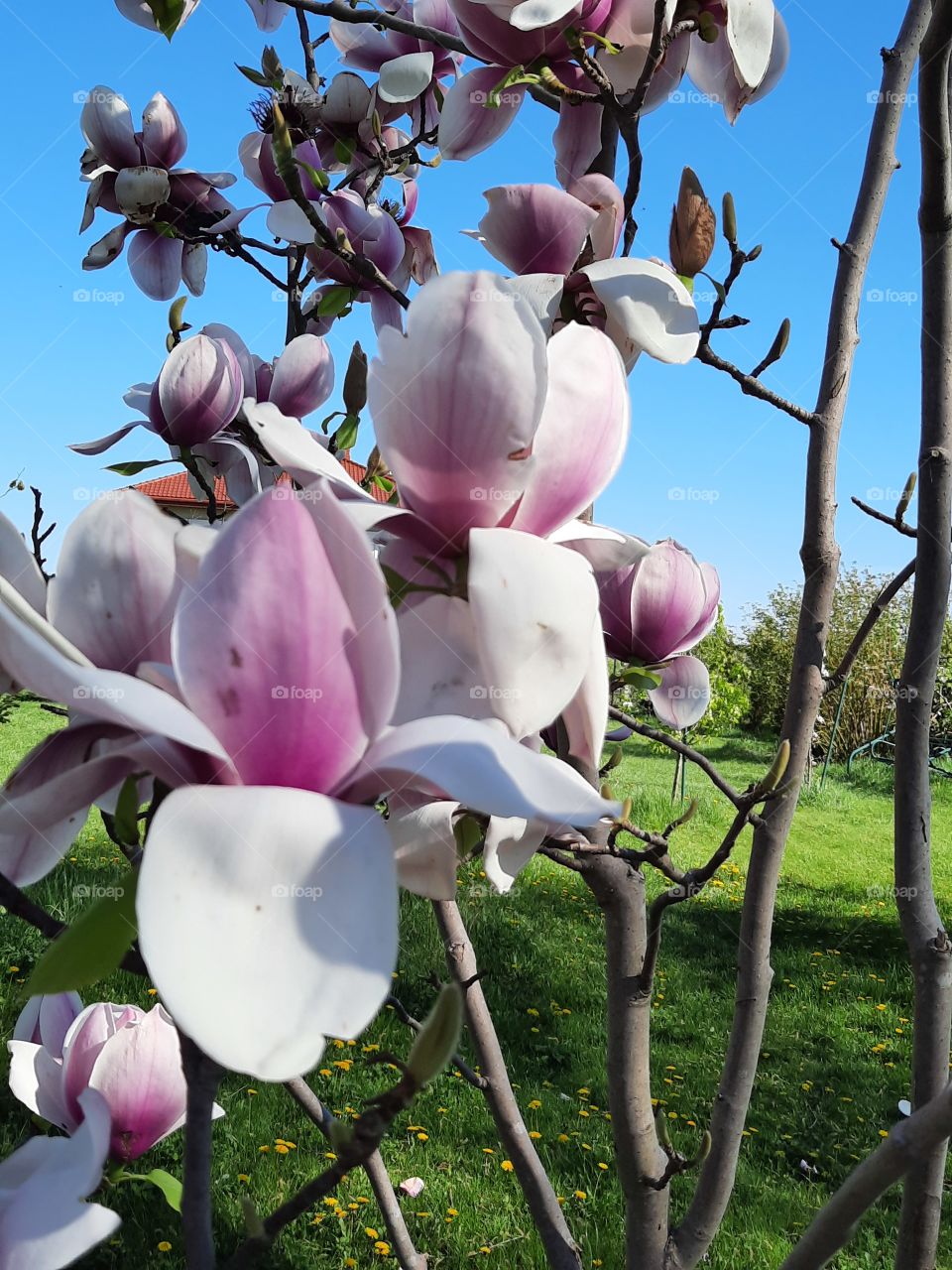 pink and white flowers of blooming magnolia against blue sky