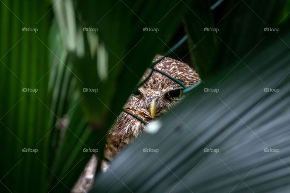 Owl staring through the leaves