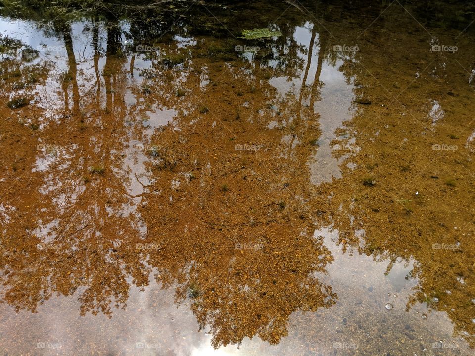 natural beauty of trees reflected in water