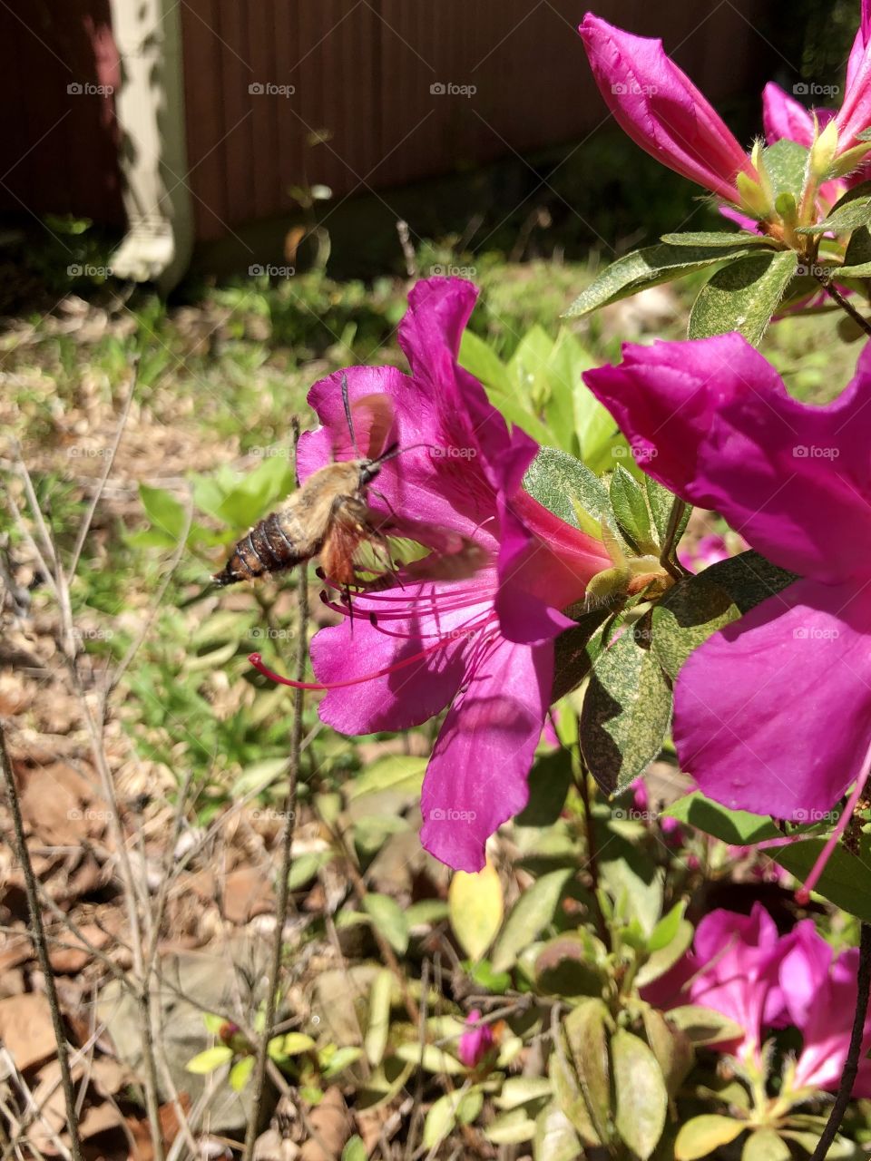 Profile of hummingbird moth on pink azalea 