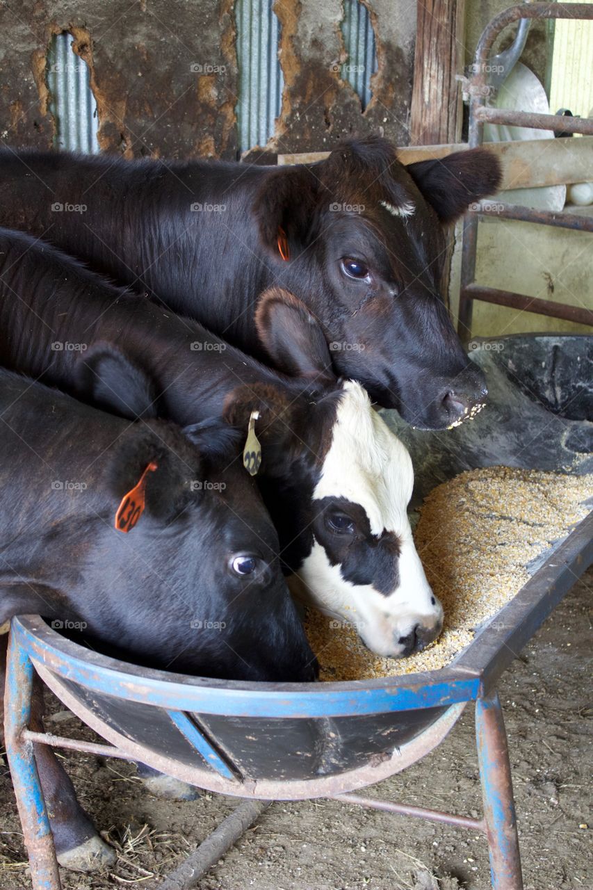 Three young heifers at a grain trough devouring cracked grain