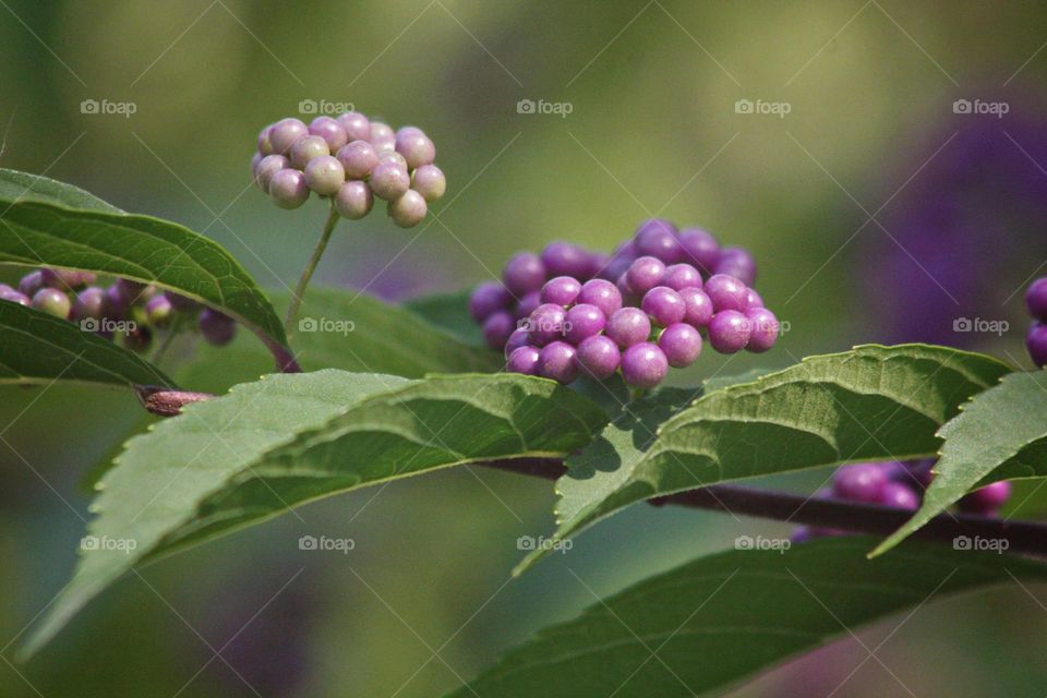 Purple round wild fresh plant blooming