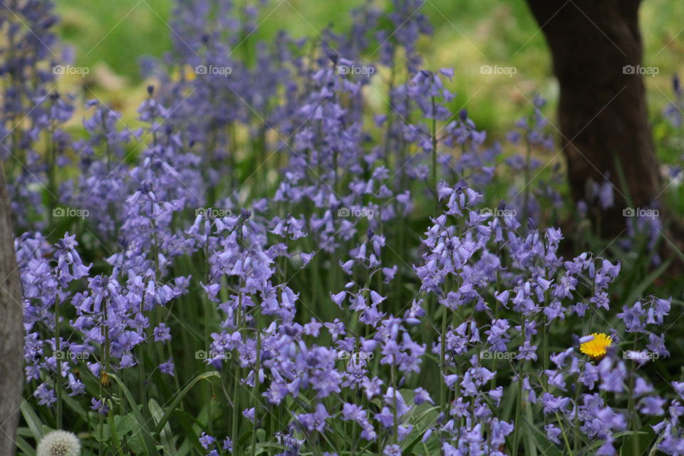 blue bells