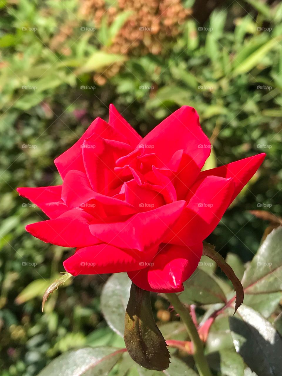 Red knockout Roses 🌹