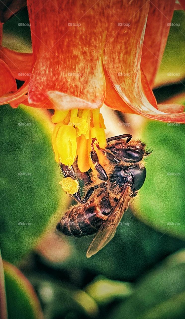 Nature’s Tiny Hero: A Bee’s Dance on Blooming Petals