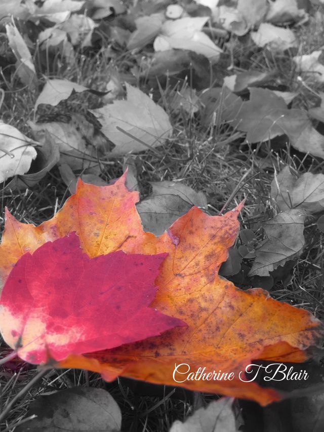 Autumn leaves . Fall colors