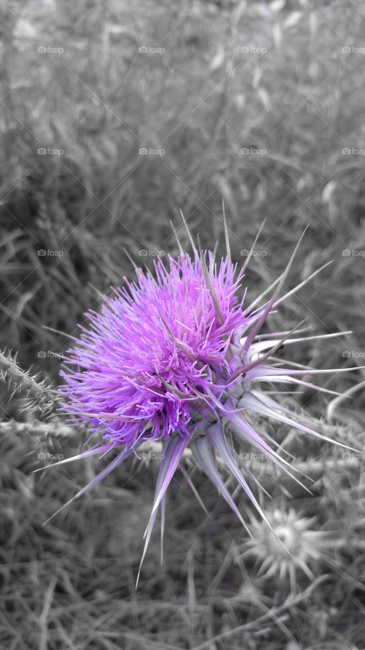 Purple thistle blooming at outdoors