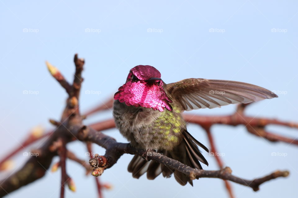 Hummingbird with an open wing perching on a branch, its colors shining on a bright sunny day 