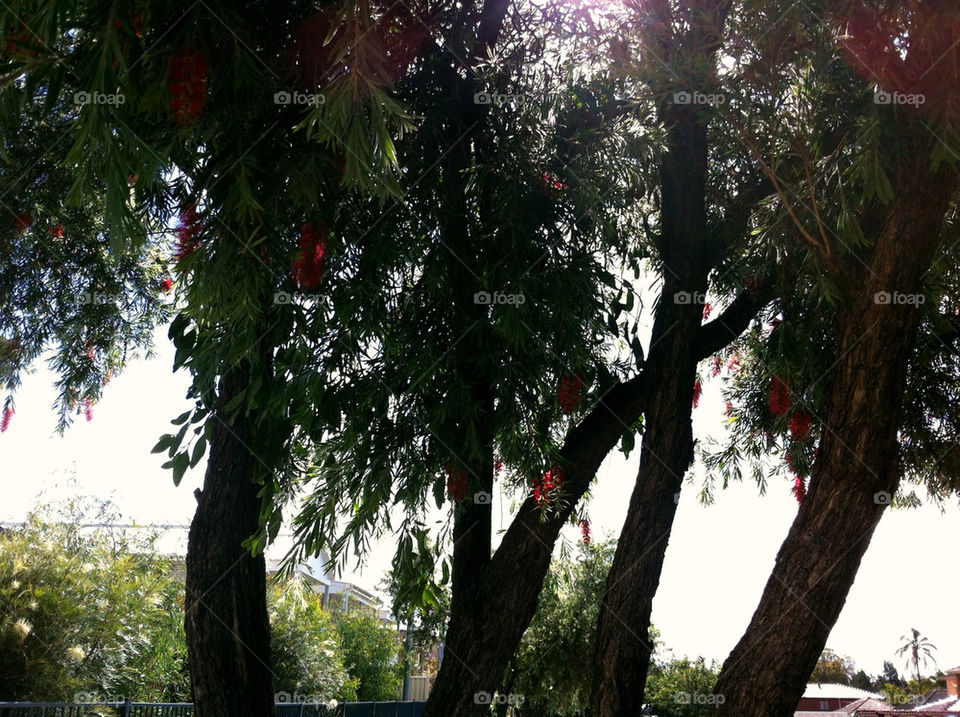 Tree, Wood, Landscape, Leaf, Nature