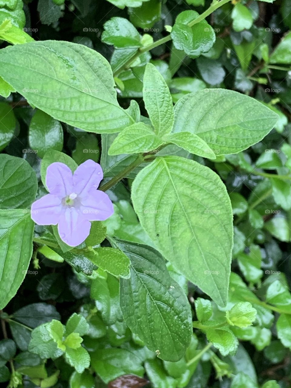 Portrait of a plant.